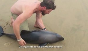 Un kayakiste sauve un dauphin échoué