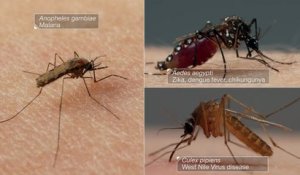Une vidéo montre comment les moustiques pompent votre sang et découpent votre peau ! Regardez
