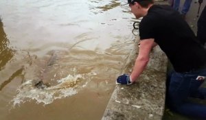 Ces pêcheurs ont profité de la crue de la Seine pour pêcher un silure d’1m80 !