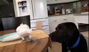 Un perroquet nourrit son pote le chien. Adorable