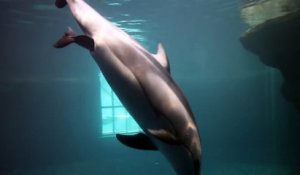 Regardez la naissance d'un bébé dauphin dans l'aquarium de Chicago