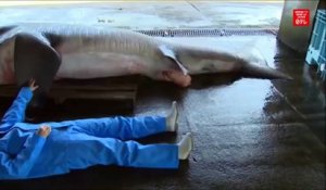 Un rarissime requin grande-gueule a été capturé au Japon