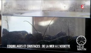 Sciences - Coquillages et crustacés de la mer à l'assiette - 2016/04/26