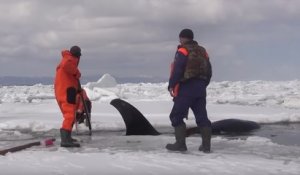 Ils sauvent des baleines prises au piège dans la glace en Russie
