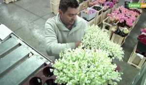 L'Avenir - Fête du 1er mai : il n'y aura pas de muguet pour tout le monde