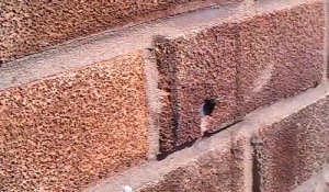 Une abeille retire un clou dans un mur