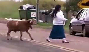 Un mouton énervé s'attaque à des passants