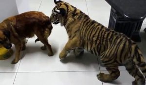 Un chien défend sa nourriture devant un bébé tigre affamé