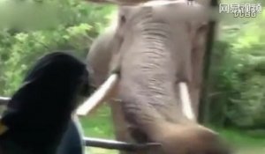Un éléphant terrorise des touristes au Sri Lanka