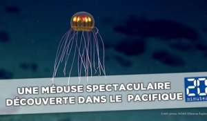 Une méduse exceptionnelle découverte au fond du Pacifique