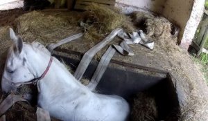 Des pompiers libèrent un cheval coincé dans une grange