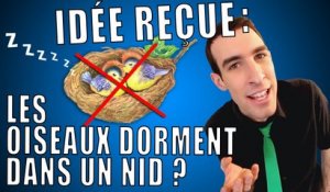 IDÉE REÇUE #1 : Les oiseaux dorment dans un nid ?