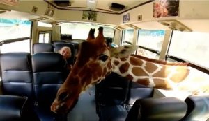 Des girafes s'introduisent dans un bus pour voler de la nourriture