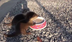 Deux bébés loutres trop mignonnes mangent leur petit déjeuner