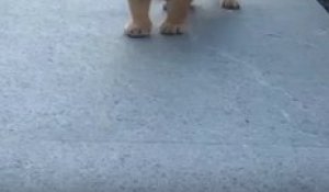 Ce Bebe Lion A Le Rugissement Le Plus Adorable Qui Soit Rrrrrrrrr Sur Orange Videos