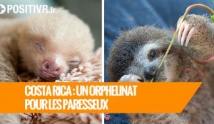 Costa Rica : un orphelinat pour les paresseux
