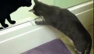 Un chat trop curieux veut explorer la baignoire