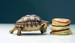 Une tortue mange un petit pancake