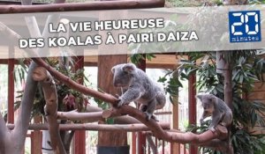 La vie heureuse des Koalas à Pairi Daiza