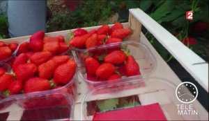Conso - Des fraises sans pesticides - 2016/05/19