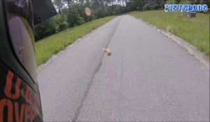 Un motard sauve un chat blessé couché au milieu de la route ! Beau geste