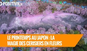 Le printemps au Japon : la magie des cerisiers en fleurs