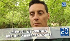 La forêt de Verdun, refuge d'espèces rares