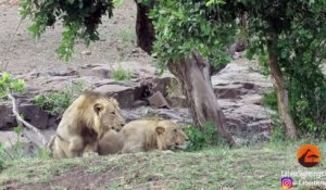 Des buffles pris en chasse par deux lions percutent une voiture de touristes !