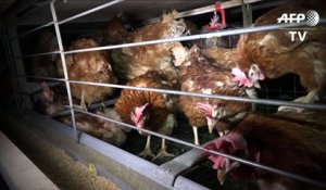 Une vidéo dénonce les conditions d'élevage de poules pondeuses