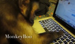 Ce singe a l'air de s'y connaitre en ordi et utilise ce Macbook pro... Ahaha