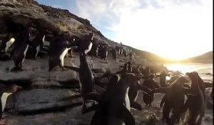 Des pingouins et manchot pas très habiles - Compilation