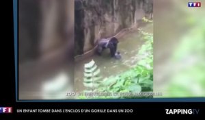 Un enfant chute dans l’enclos d’un gorille, le zoo décide d'abattre le primate (Vidéo)