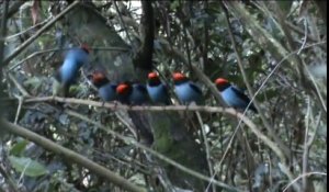 5 oiseaux s'alignent sur une branche, ce qui se passe au bout de quelques secondes est incroyable