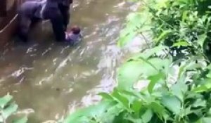 Un gorille sacrifié dans un zoo suite à la présence d'un enfant dans son habi
