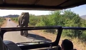 Lors d'un safari, le 4x4 d'Arnold Schwarzenegger est attaqué par un éléphant