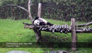 Naissance d'un panda à Pairi Daiza