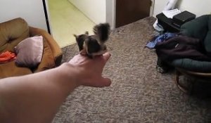 Un Bebe Chevre Survolte Eclate Ses Potes Et Saute Partout Sur Orange Videos