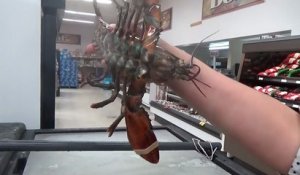 Une végane sauve un homard d'un supermarché au Canada