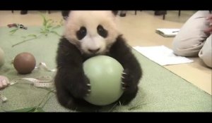 Un Bebe Panda Trop Mignon Avec Sa Mere Sur Orange Videos