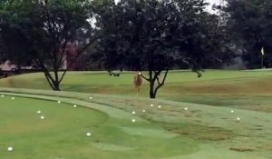 Cet oiseau se tape un délire avec une balle de golf!