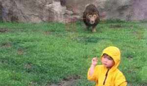 Un lion attaque un enfant de 2 ans !