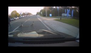 Une oie attaque cette femme qui aide ses petits a traverser la route au Canada