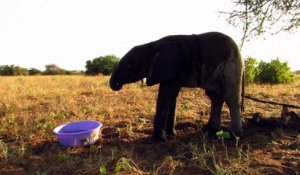 Sauvetage d'un bébé éléphant qui retrouve sa famille au Kenya
