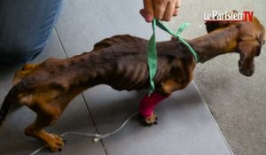 Valenton : deux chiens maltraités saisis chez leurs propriétaires