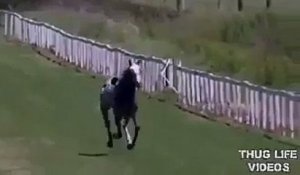 Cette femme pense qu'elle peut arrêter un cheval lancé à pleine vitesse