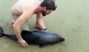 Superbe : il sauve un dauphin et le remet à l'eau
