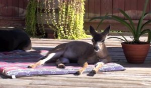 Cette biche a élu domicile dans le jardin de cette famille !