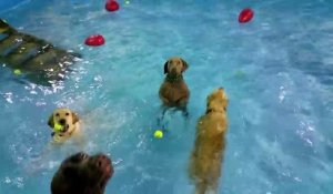 Un drôle de chien dans une piscine