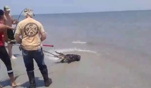 Mais que fait cet alligator sur une plage de Géorgie??