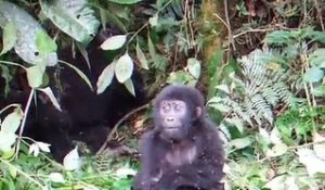 Un bébé gorille se frappe la poitrine et ne fait peur à personne...